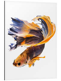 Magnettafel Kampffisch orange und blau