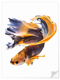 Sticker mural Betta orange et bleu