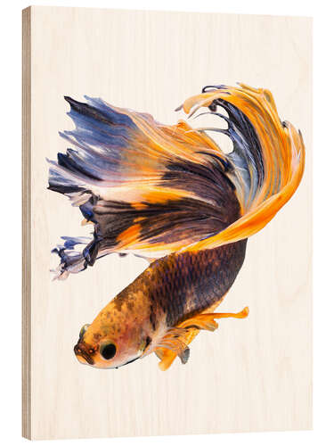 Hout print Campfish orange and blue