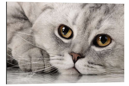 Quadro em alumínio fluffy gray adult cat