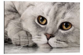 Tableau en aluminium fluffy gray adult cat