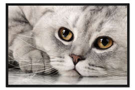 Gerahmter Kunstdruck Flauschige graue erwachsene katze