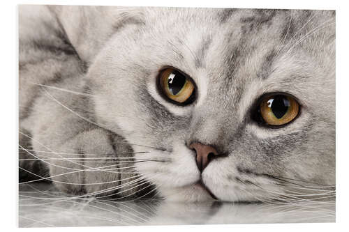 Foam board print fluffy gray adult cat