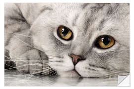 Selvklebende plakat fluffy gray adult cat