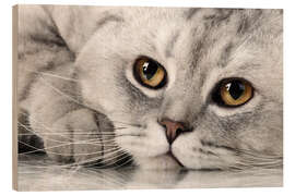 Quadro de madeira fluffy gray adult cat