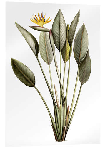 Akrylbilde Paradisfugl, Strelitzia Reginae