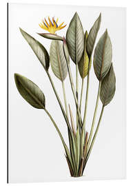 Tableau en aluminium Oiseau de paradis, Strelitzia Reginae