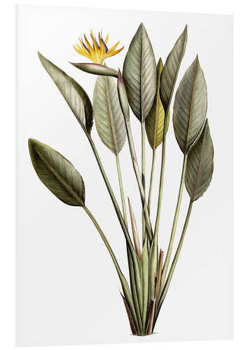 Quadro em PVC Bird of Paradise, Strelitzia Reginae