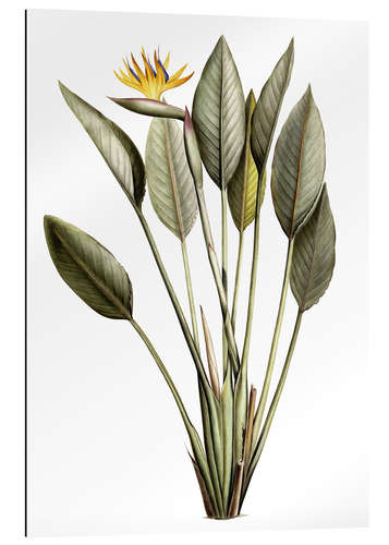 Gallery print Bird of Paradise, Strelitzia Reginae