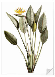 Wandsticker Paradiesvogel, Strelitzia Reginae