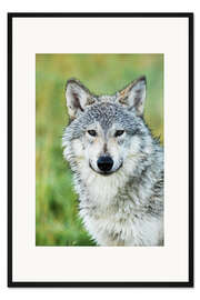 Gerahmter Kunstdruck Wolf 