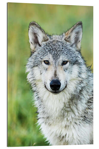 Gallery Print Wolf 