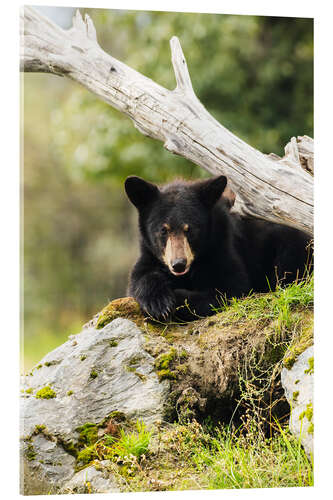 Quadro em acrílico Black bear cub (ursus americanus), captive at the Alaska Wildlife Conservation Center, South-central