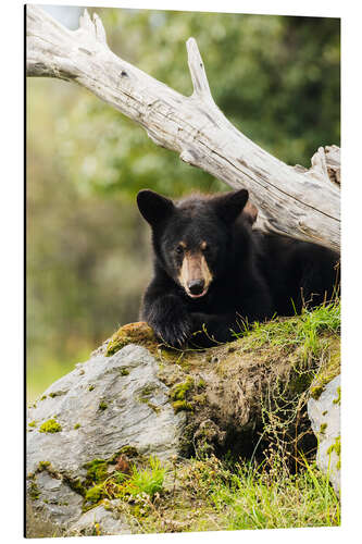 Tableau en aluminium Black bear cub (ursus americanus), captive at the Alaska Wildlife Conservation Center, South-central