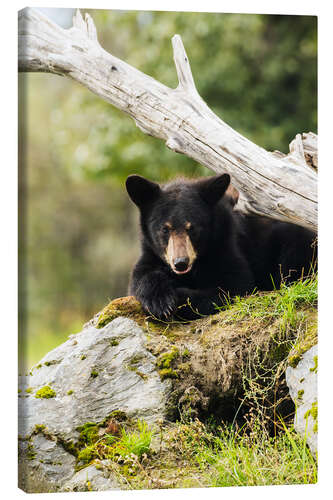 Lienzo Black bear cub (ursus americanus), captive at the Alaska Wildlife Conservation Center, South-central