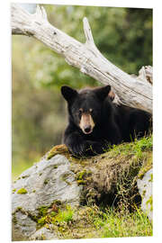 PVC-tavla Black bear cub (ursus americanus), captive at the Alaska Wildlife Conservation Center, South-central