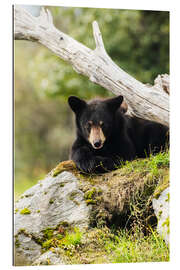 Galleriprint Black bear cub (ursus americanus), captive at the Alaska Wildlife Conservation Center, South-central