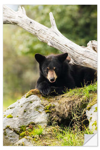 Vinilo para la pared Black bear cub (ursus americanus), captive at the Alaska Wildlife Conservation Center, South-central