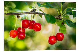 Aluminium print Ripe cherries