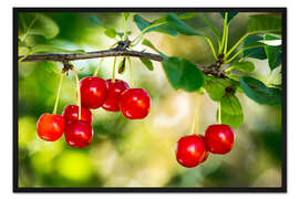 Gerahmter Kunstdruck Reife Kirschen