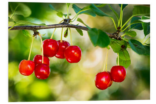 Stampa su PVC Close up of red ripe cherries hanging on a branch, Calgary, Alberta, Canada