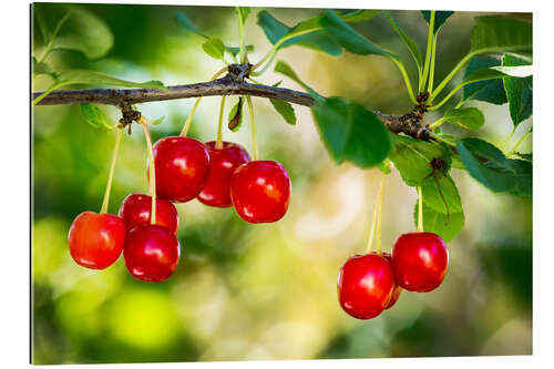 Gallery print Ripe cherries