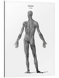 Aluminiumtavla Anatomy of human musculature