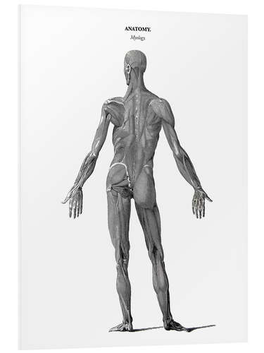 Bilde på skumplate Anatomy of human musculature