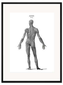 Gerahmter Kunstdruck Anatomie der menschlichen Muskulatur