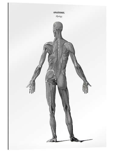 Gallery print Anatomy of human musculature