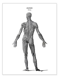 Póster  Anatomía: los músculos del cuerpo humano (inglés) - Thomas Milton