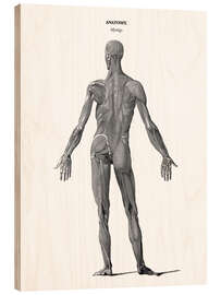 Trebilde Anatomy of human musculature