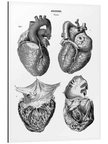 Aluminium print Anatomy of the human heart