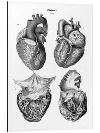 Aluminiumtavla Anatomi av människohjärtat