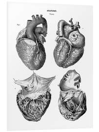 Foam board print Anatomy of the human heart