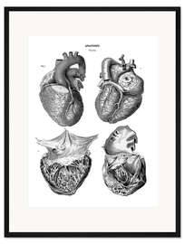Gerahmter Kunstdruck Anatomie des menschlichen Herzens