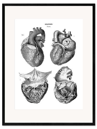 Gerahmter Kunstdruck Anatomie des menschlichen Herzens
