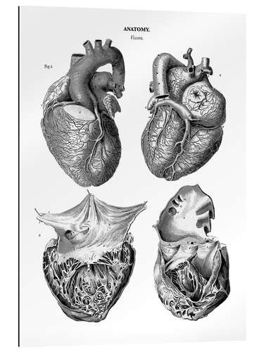 Quadro em plexi-alumínio Anatomia do coração humano