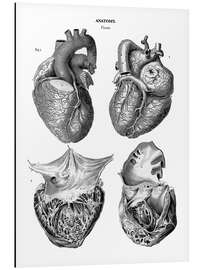Magnettafel Anatomie des menschlichen Herzens