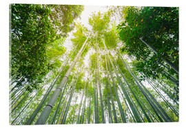 Acrylglasbild  Licht fällt durch den Bambuswald
