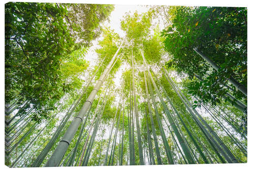 Canvas print Light falls through the bamboo forest