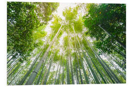 Foam board print Light falls through the bamboo forest