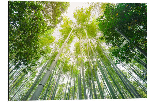 Gallery print Light falls through the bamboo forest