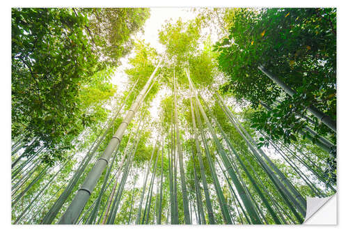 Selvklæbende plakat Light falls through the bamboo forest