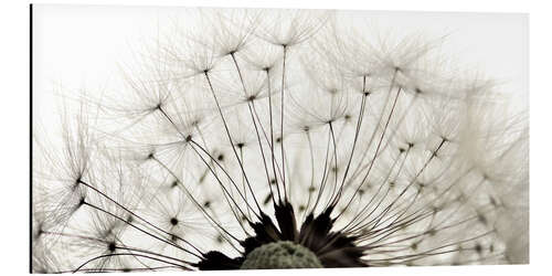 Aluminium print Pusteblume ganz nah