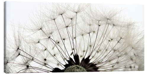 Canvas print Pusteblume ganz nah