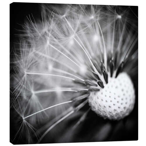 Leinwandbild Pusteblume Makro