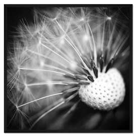 Gerahmter Kunstdruck Pusteblume Makro