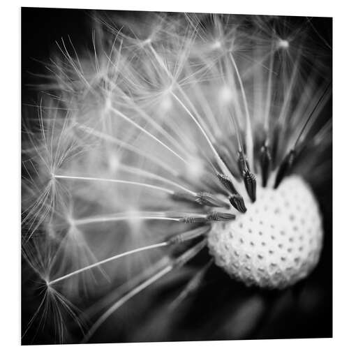 Hartschaumbild Pusteblume Makro