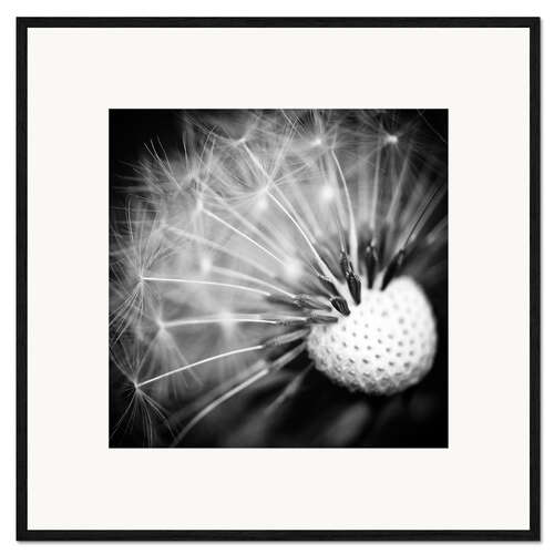 Kehystetty taidepainatus Pusteblume Makro